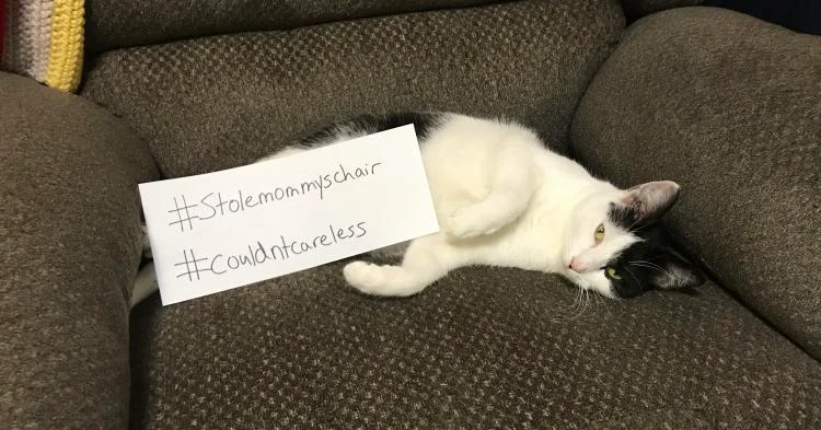 A picture of Luna the cat sprawled on a chair with a piece of paper saying "#stole mommys chair" and "# couldn't care less"